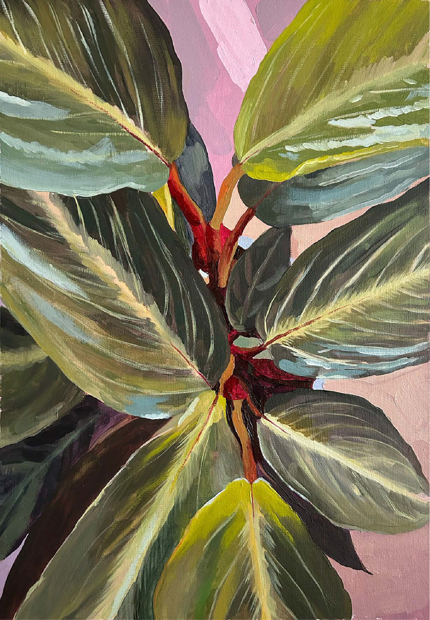 Calathea Sanguínea