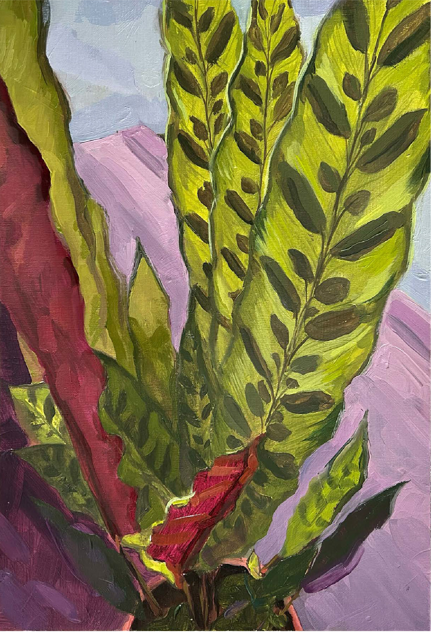 Calathea lancifolia